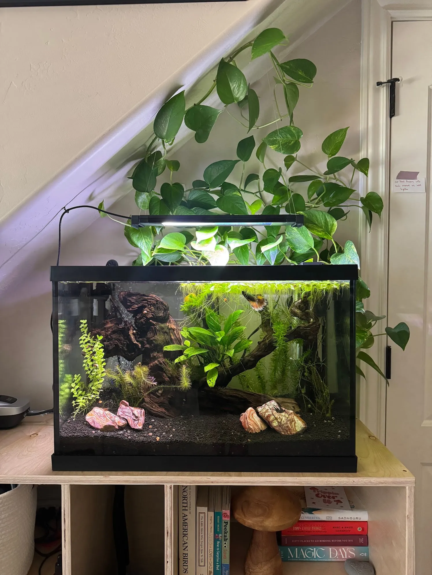 A planted aquarium with driftwood, under a hanging pothos.