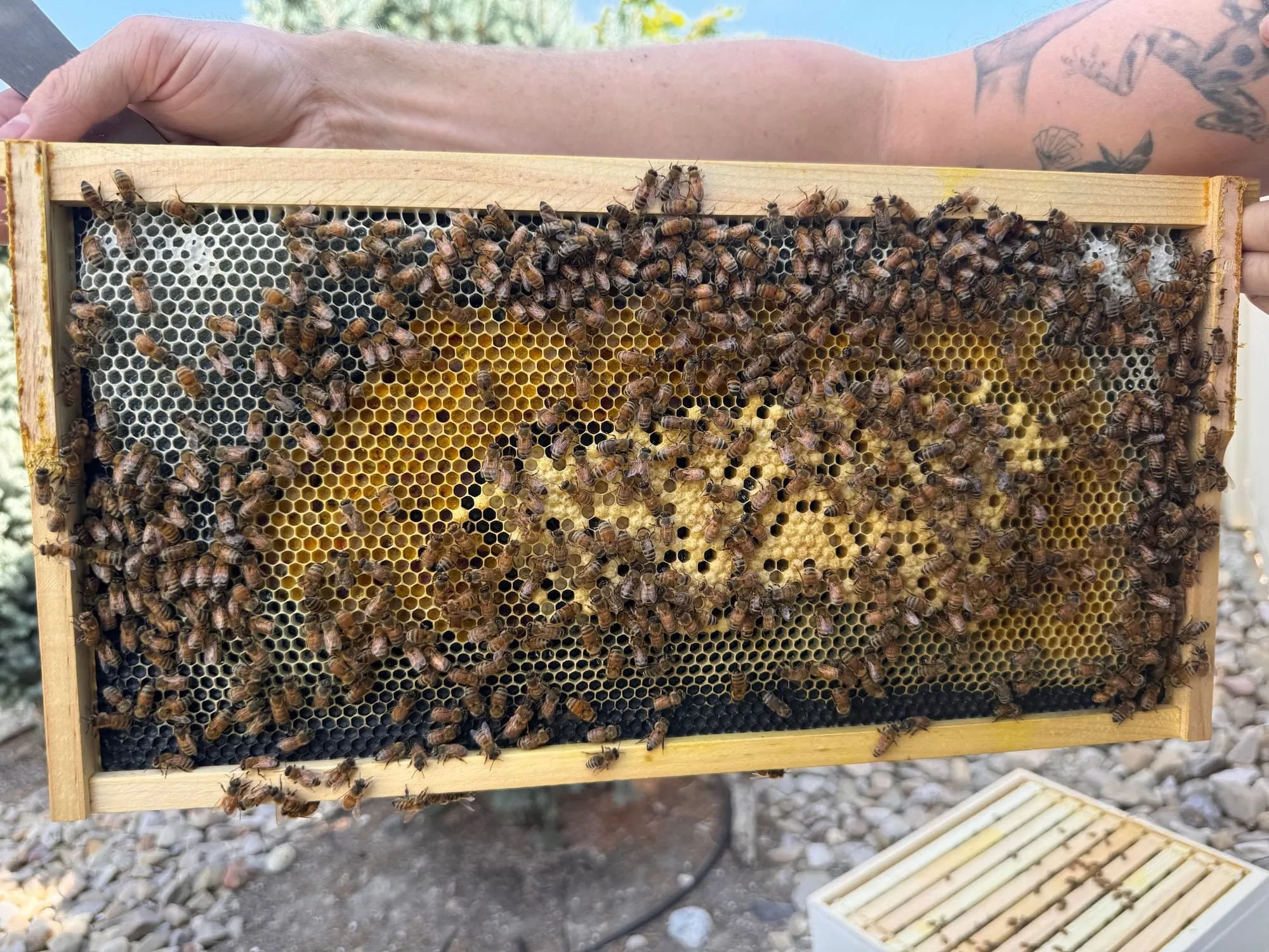 A frame of honeycomb covered in bees, lifted out of the hive.